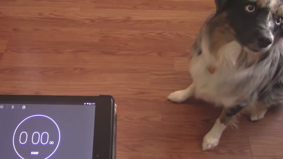 Dog anti-choke bowl